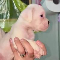 Cucciolo Boxer bianco