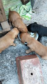 Disponibili Cocker