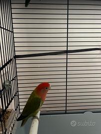 Pappagallo inseparabile