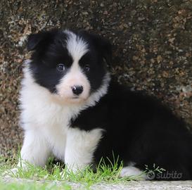 Border collie alta genealogia