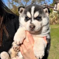 Cuccioli siberian husky