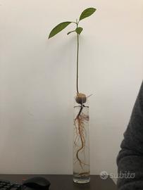 Pianta Avocado