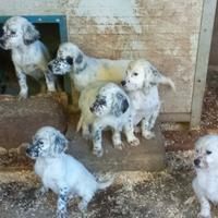 Cuccioli setter inglese
