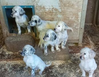 Cuccioli setter inglese