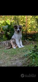 Cucciolo pastore australiano Red merle