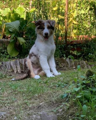 Cucciolo pastore australiano Red merle