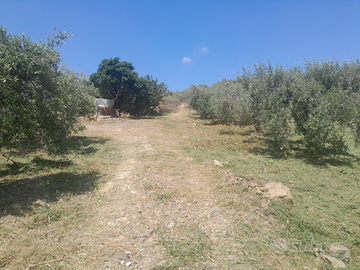 Uliveto con base pronta per fabbricare