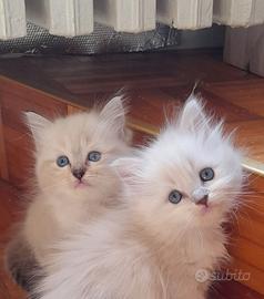 Cuccioli Ragdoll strepitosi