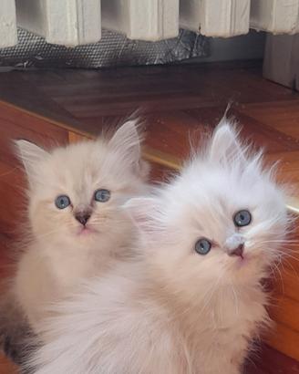 Cuccioli Ragdoll strepitosi