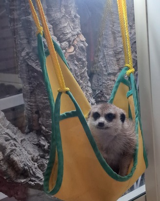 Suricata baby