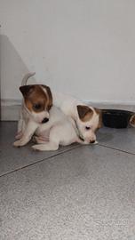 E cuccioli di Jack Russell