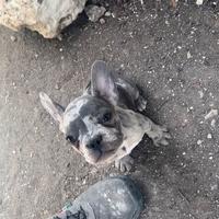Bulldog francese