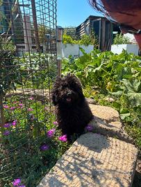 Barboncino cuccioli