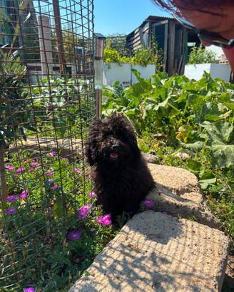 Barboncino cuccioli