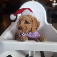Maltipoo femmina