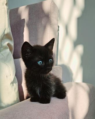 Munchkin zampe corte gatto bassotto