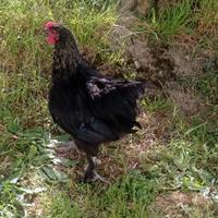 Gallo Olive Egger