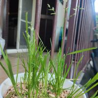 poa L.annua piantina