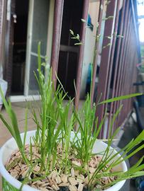 poa L.annua piantina