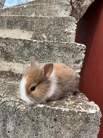 Coniglietti testa di leone