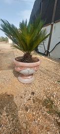 Pianta Cycas