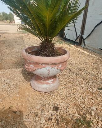 Pianta Cycas