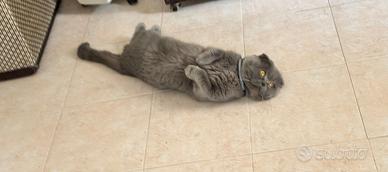 Ricercasi fidanzatina