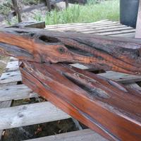 Legno di GINEPRO SARDO