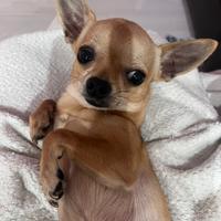 Chiuhuahua 1,600 kg maschio accoppiamento