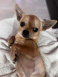 Chiuhuahua 1,600 kg maschio accoppiamento