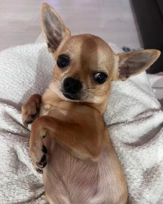 Chiuhuahua 1,600 kg maschio accoppiamento