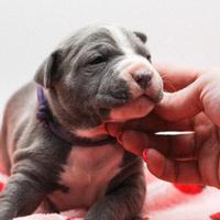 American pitbull terrier