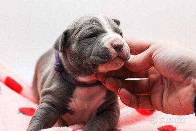 American pitbull terrier