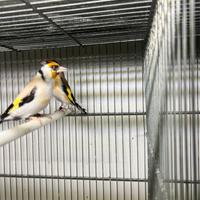 Coppia Cardellini femmina eumo e maschio porta