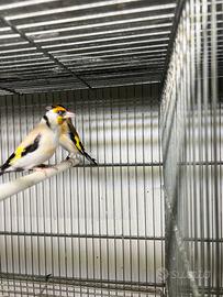 Coppia Cardellini femmina eumo e maschio porta