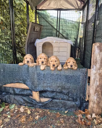 Cuccioli Cocker