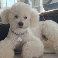 Barboncino da fidanzare