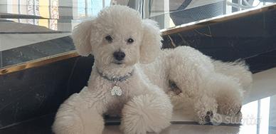 Barboncino da fidanzare