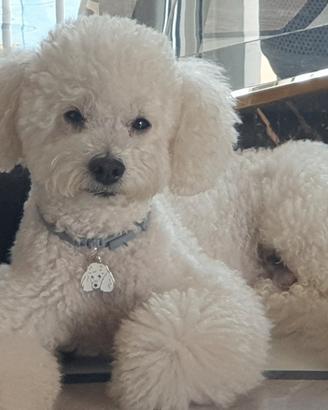 Barboncino da fidanzare