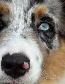 Cucciolo pastore australiano