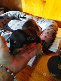 Cucciolo di Pincher Maschio Nero Focato di mese1/2