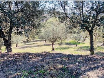 Terreno agricolo