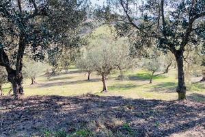 Terreno agricolo