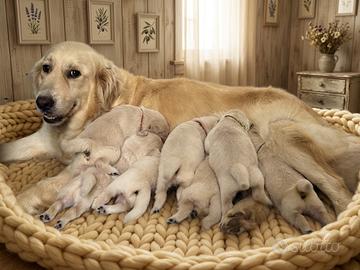 Cuccioli Golden Retriever con Pedigree