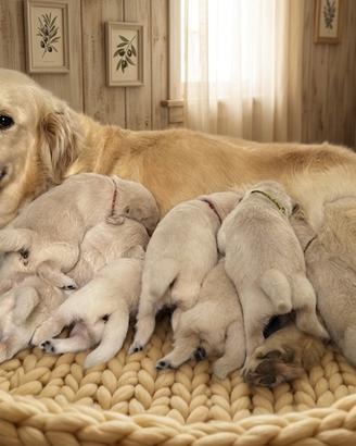 Cuccioli Golden Retriever con Pedigree