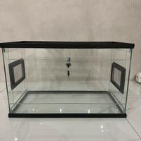 Teca Geco Leopardino