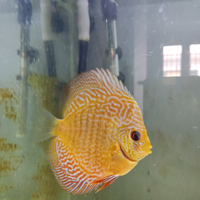 Giovani Discus