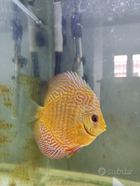 Giovani Discus