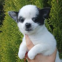 Chihuahua taglia mini