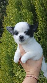 Chihuahua taglia mini